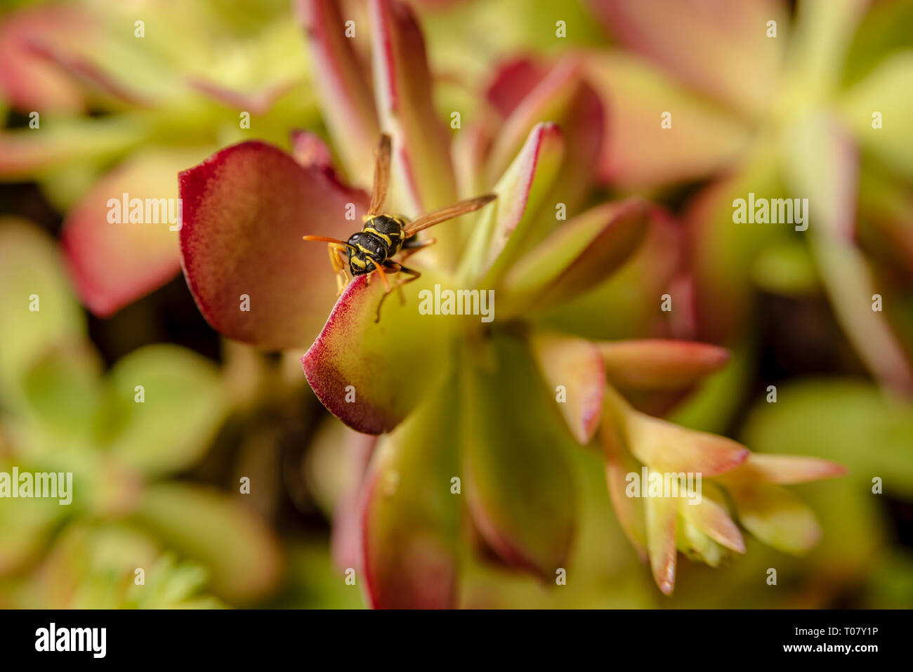 Paper wasp on succulent plant leave Stock Photo