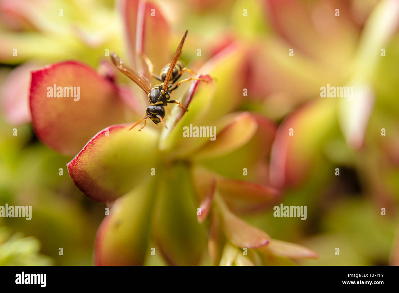 Paper wasp on succulent plant Stock Photo