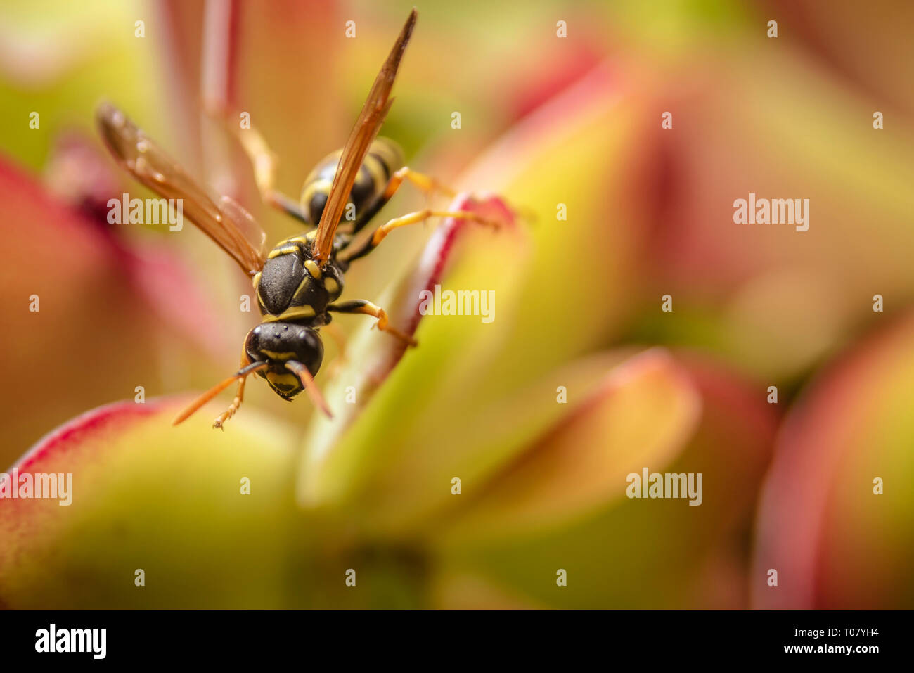 Paper wasp on succulent plant Stock Photo