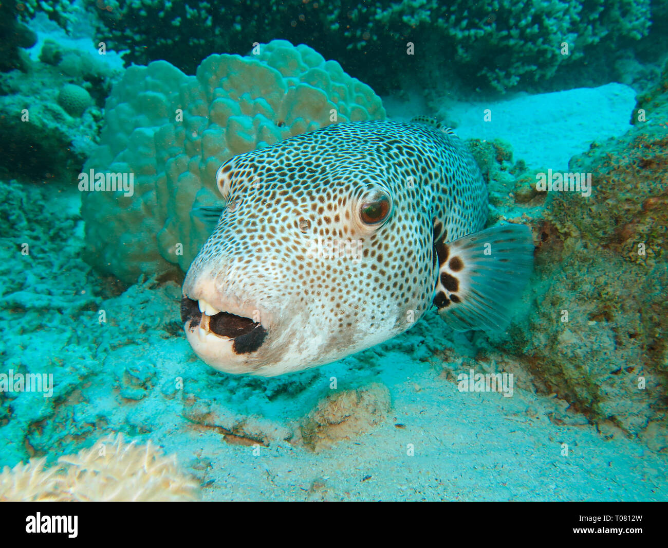 Riesenkugelfisch (Arothron stellatus), Rotes Meer, Aegypten Stock Photo