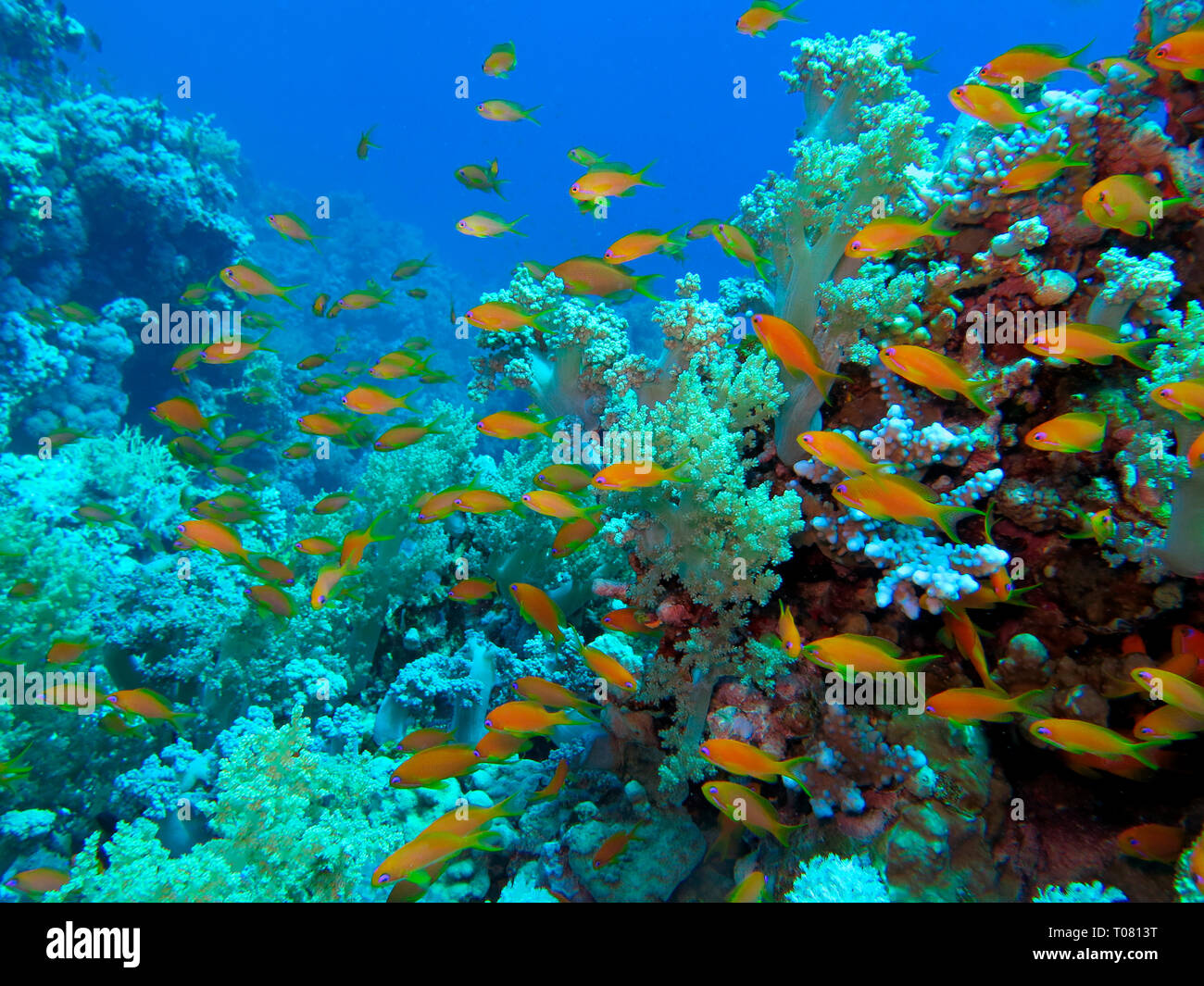 Juwelen-Fahnenbarsche (Pseudanthias squamipinnis), Korallenriff, Ras Mohammed, Shark Reef, Sinai, Rotes Meer, Aegypten Stock Photo