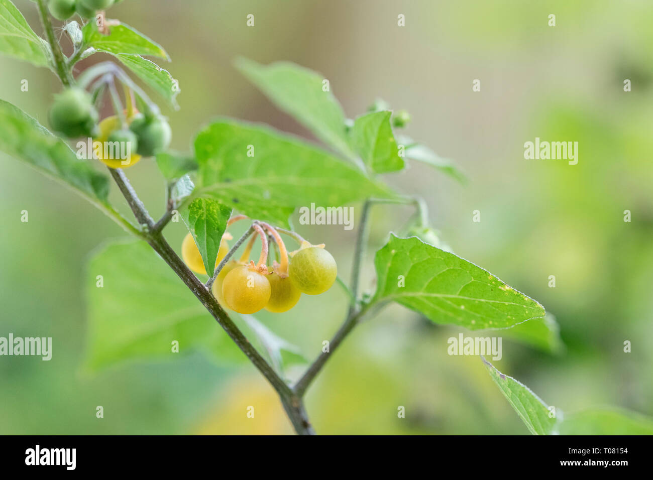 hairy nightshade, North Rhine-Westphalia, Germany, Europe, (Solanum villosum) Stock Photo