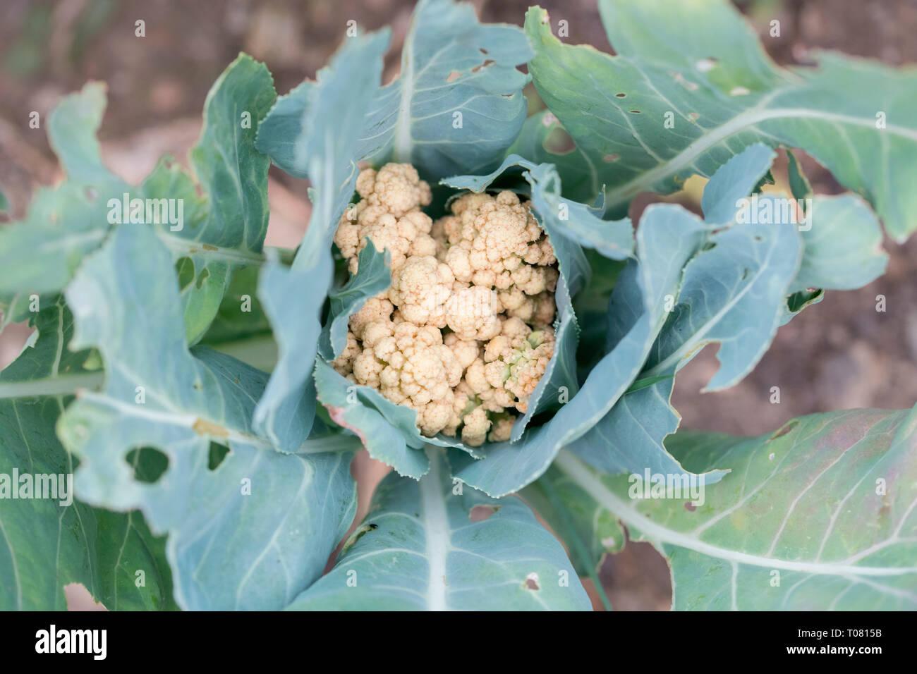 cauliflower, North Rhine-Westphalia, Germany, Europe, (Brassica oleracea botrytis) Stock Photo