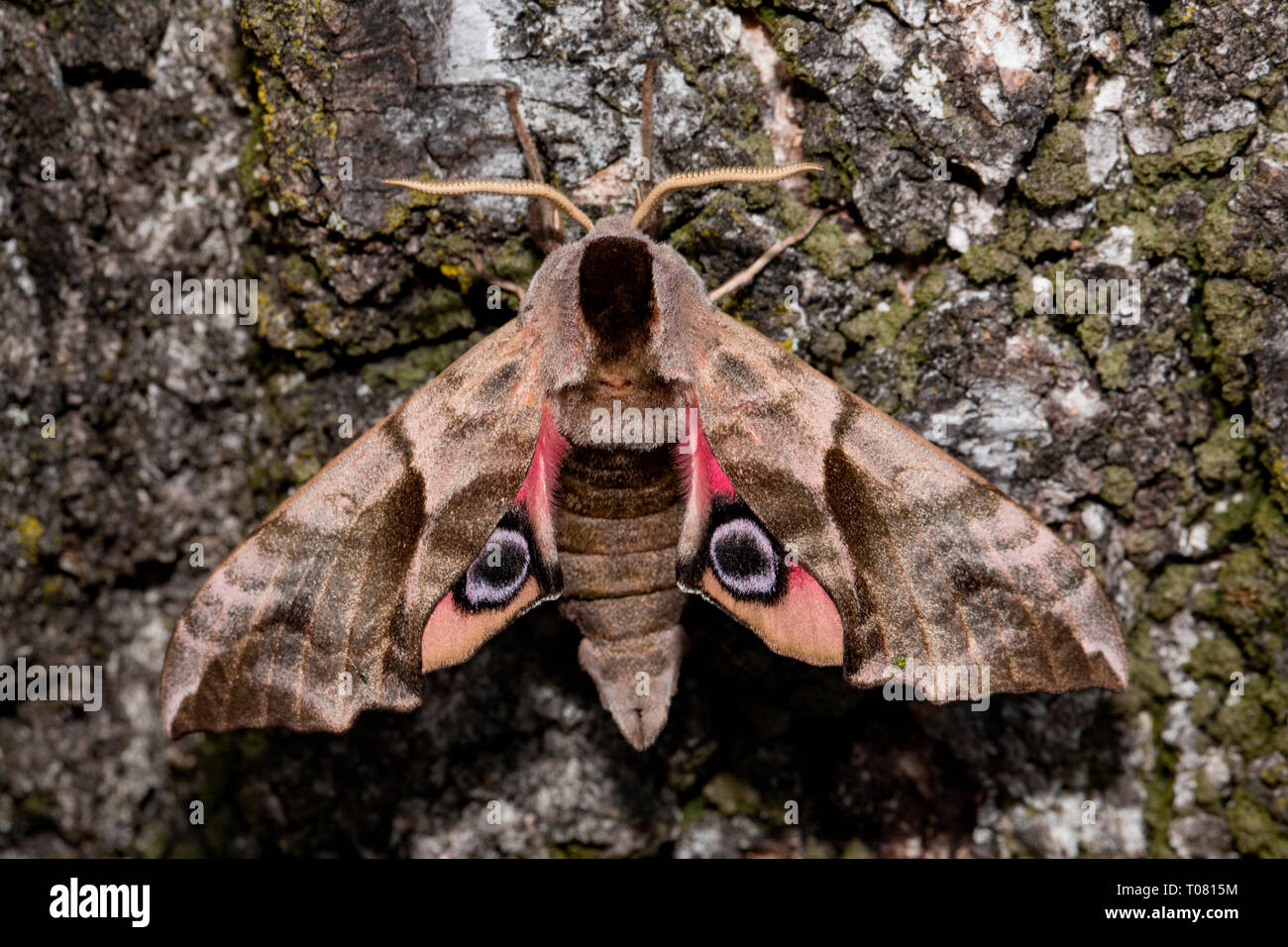 eyed hawk-moth, (Smerinthus ocellata) Stock Photo