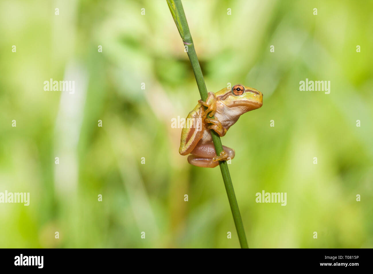A green frog is sitting on the blade of grass. A frog on a green ...