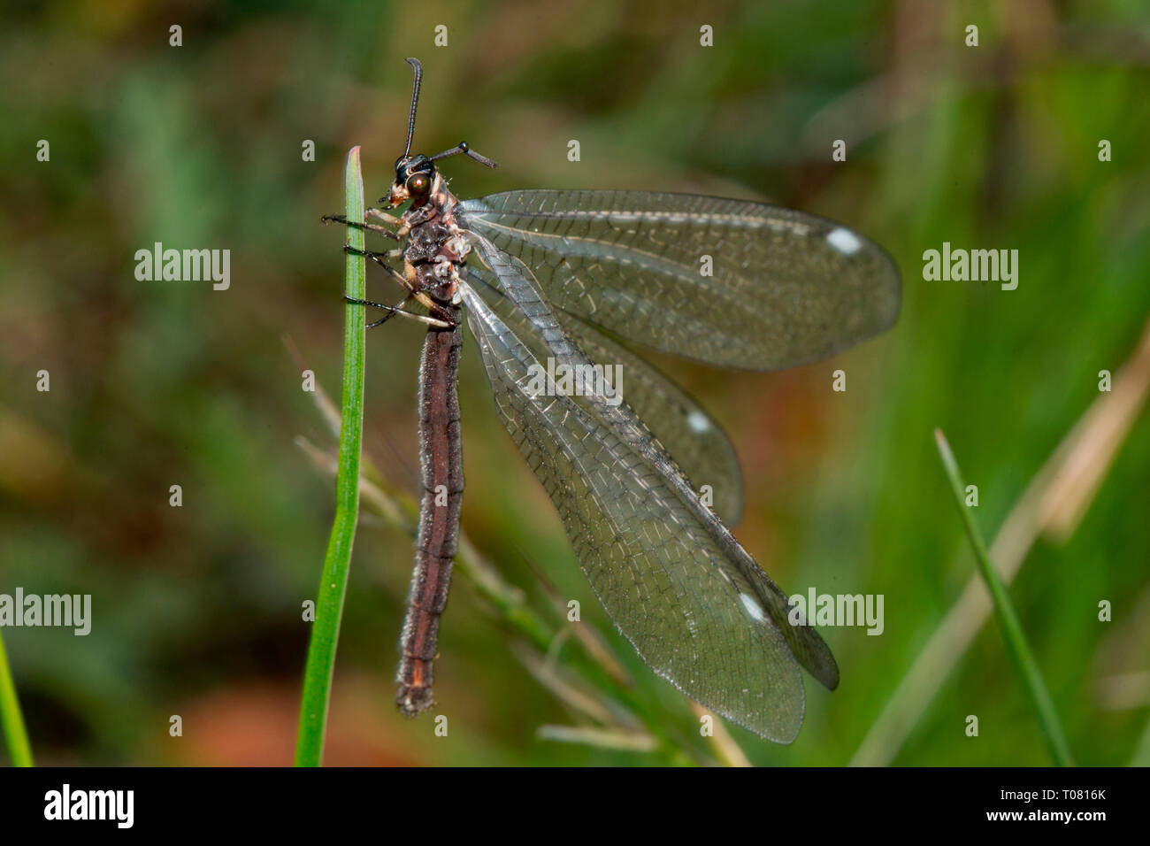 common antlion, (Myrmeleon formicarius) Stock Photo