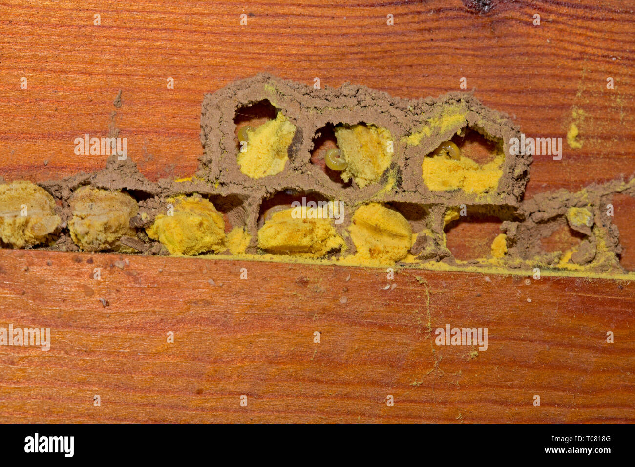 red mason bee, breeding cell, wooden beam, (Osmia bicornis Stock Photo