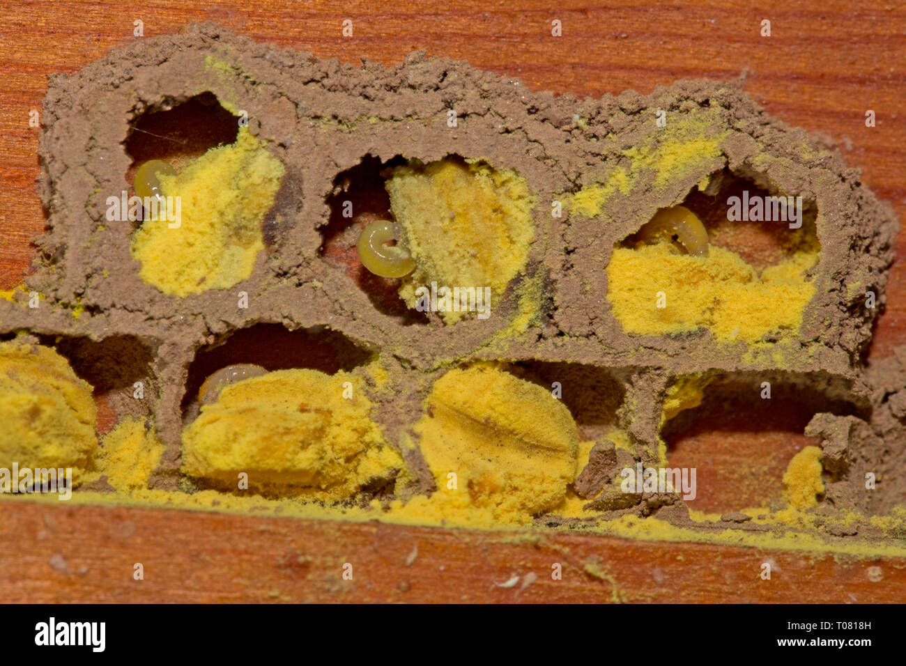 red mason bee, breeding cell, wooden beam, (Osmia bicornis Stock Photo