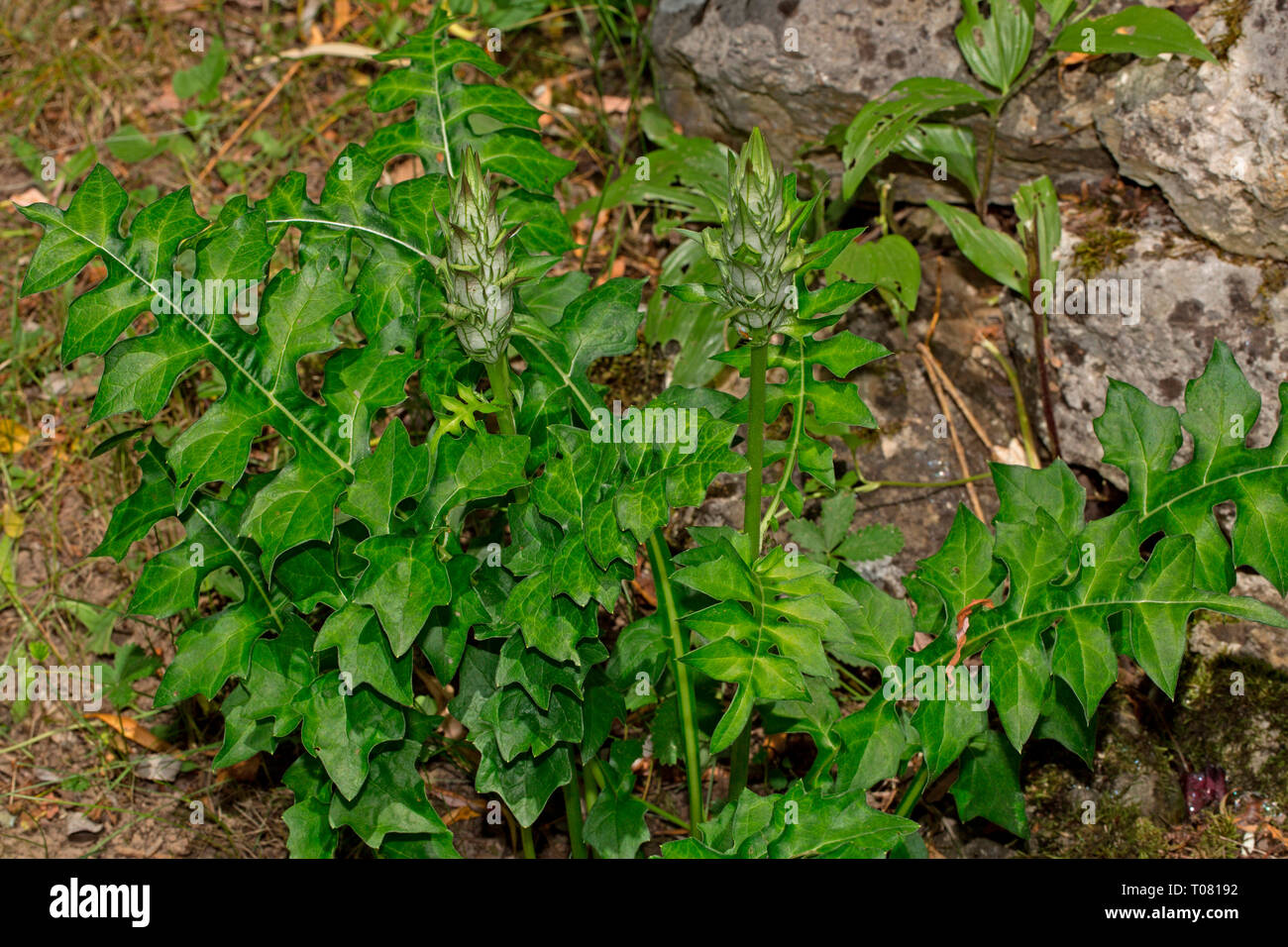 long-leaved bear's breeches, (Acanthus hungaricus) Stock Photo