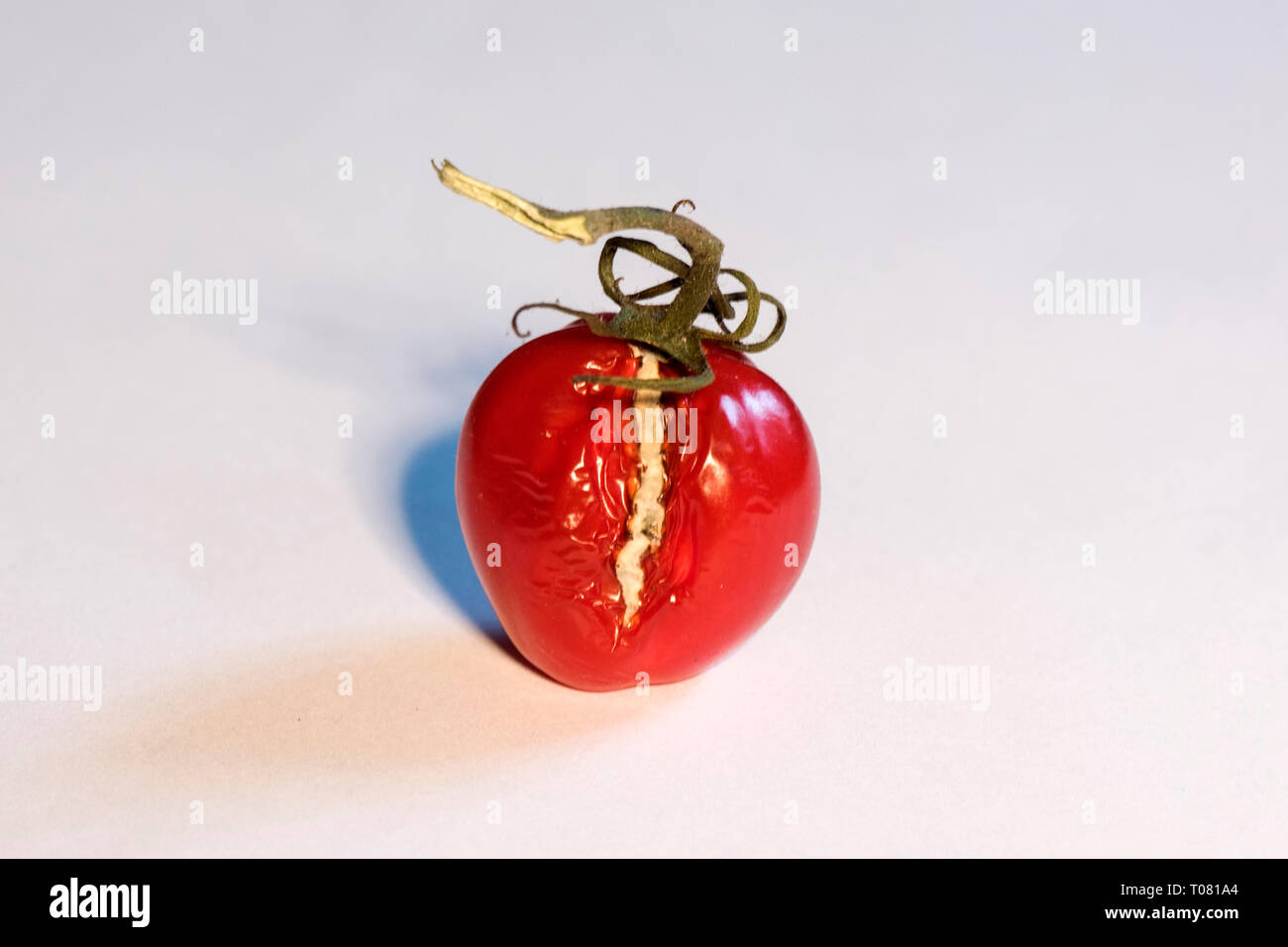 Verdorbene Lebensmittel, Tomate Stock Photo