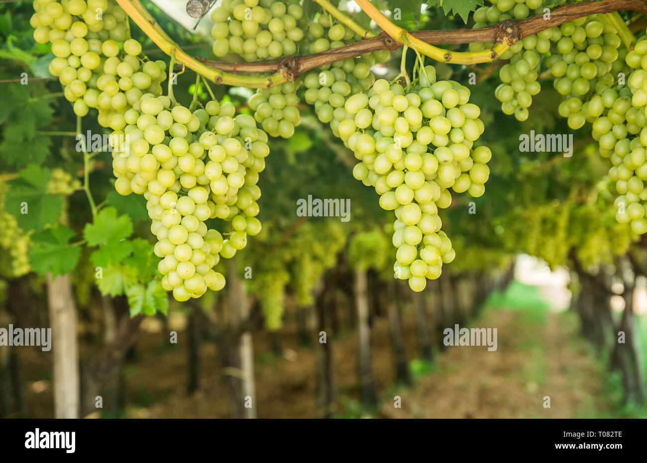 Victoria Raisin Large ripe clusters of white table grapes on the vine.Vineyard Stock ...