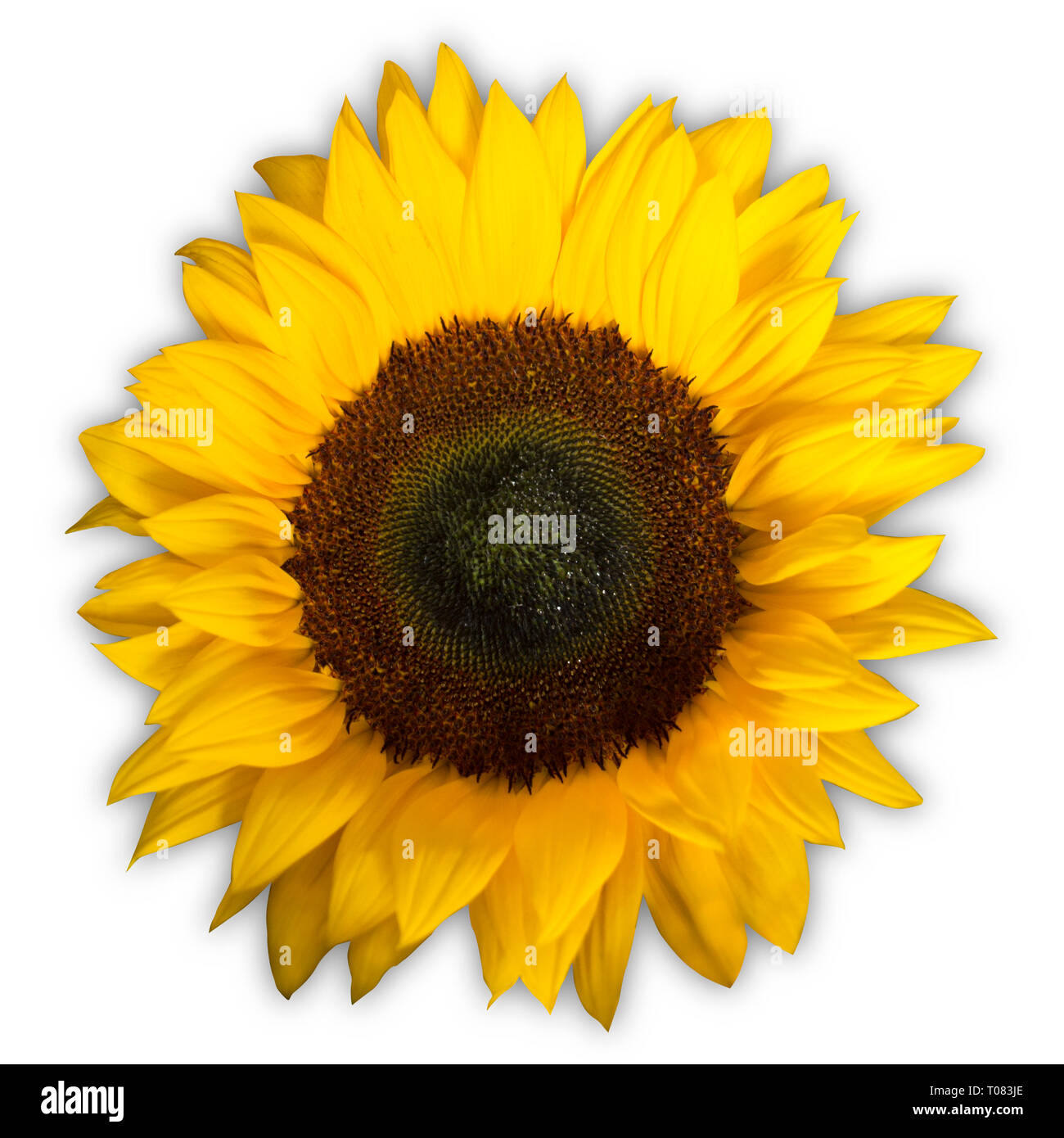 Sunflower isolated on a white background Stock Photo - Alamy