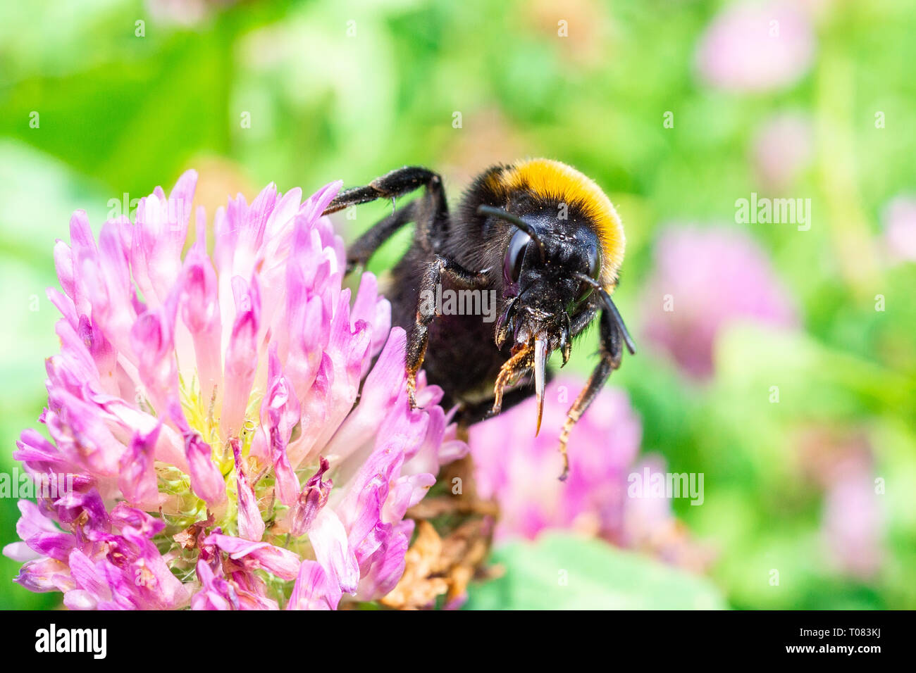 A bumblebee gathers pollen on a red flower, a bumblebee on a clover Stock Photo