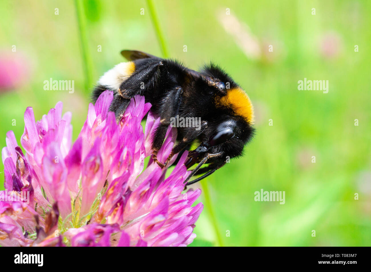 A bumblebee gathers pollen on a red flower, a bumblebee on a clover Stock Photo