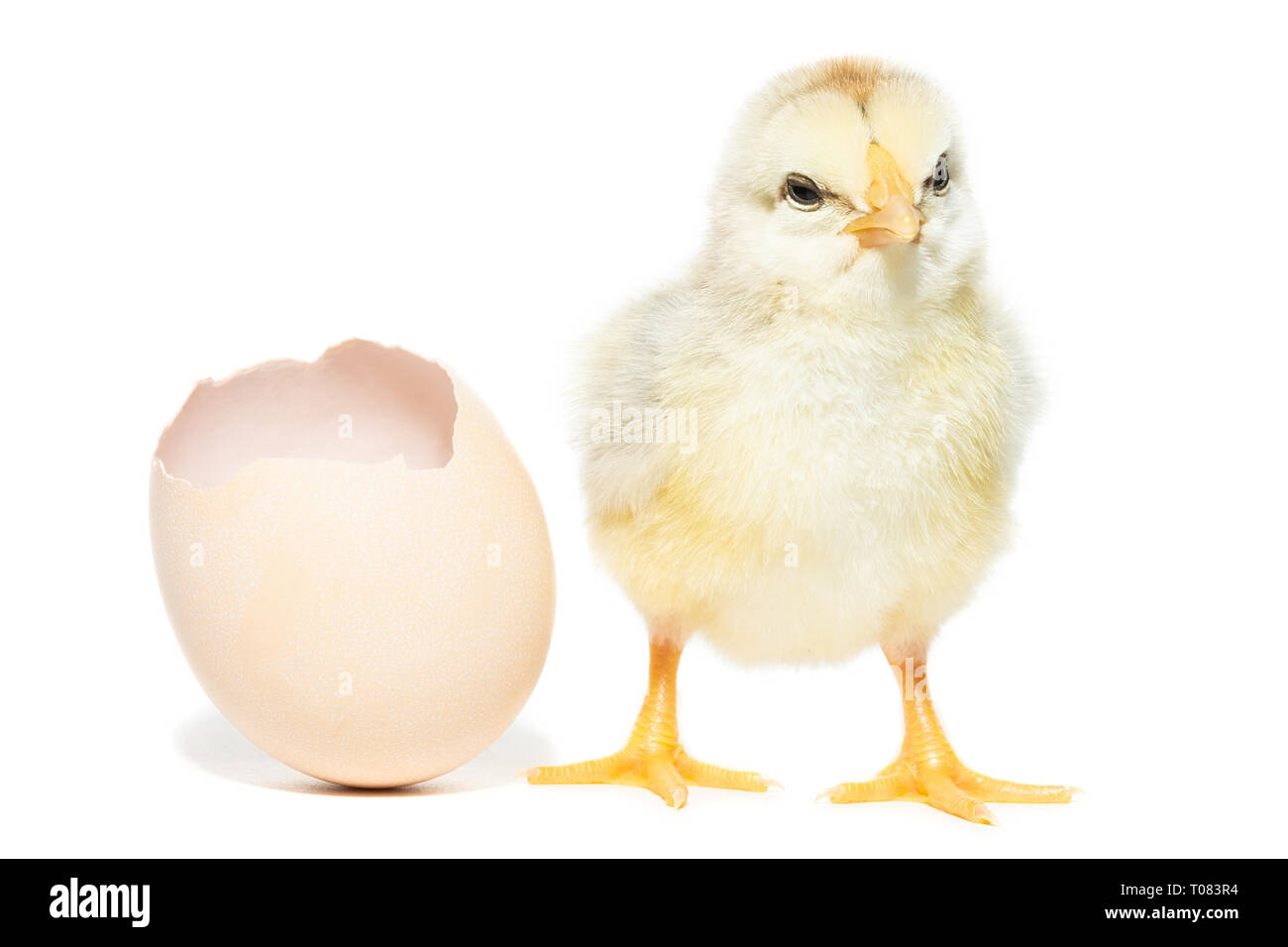 Little baby chick hatching from its egg hi-res stock photography and ...