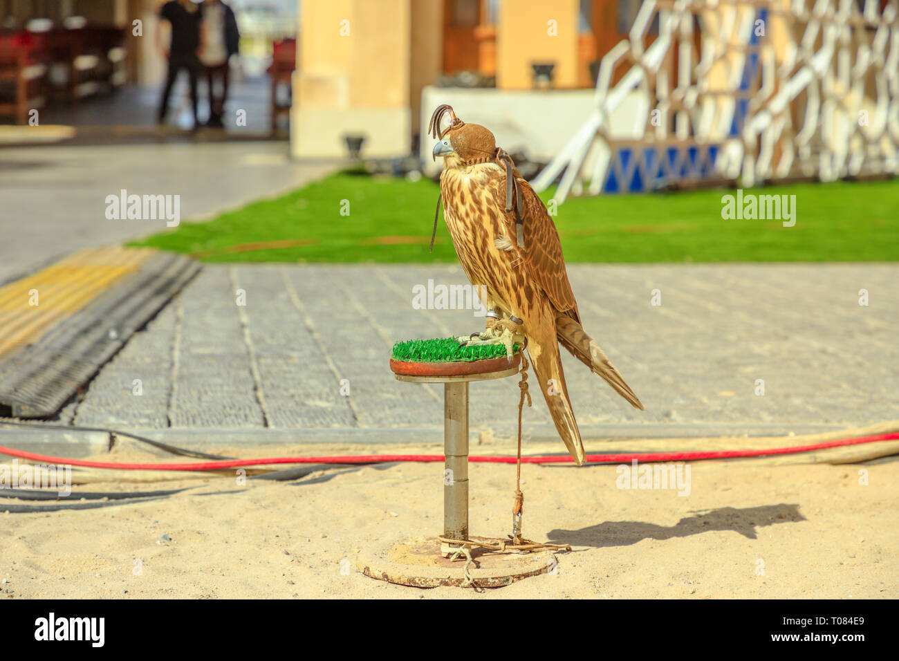 Hooded falcon at Falcon Souq near Souq Waqif in Doha city center. The hawk hunt in Qatar is a tradition and a very popular sport. Middle East, Arabian Stock Photo