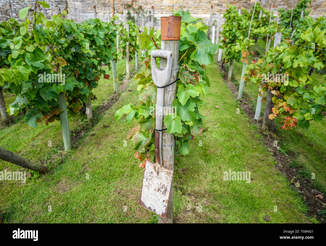 Rows of grapevines growing in a rural garden with a spade Stock Photo
