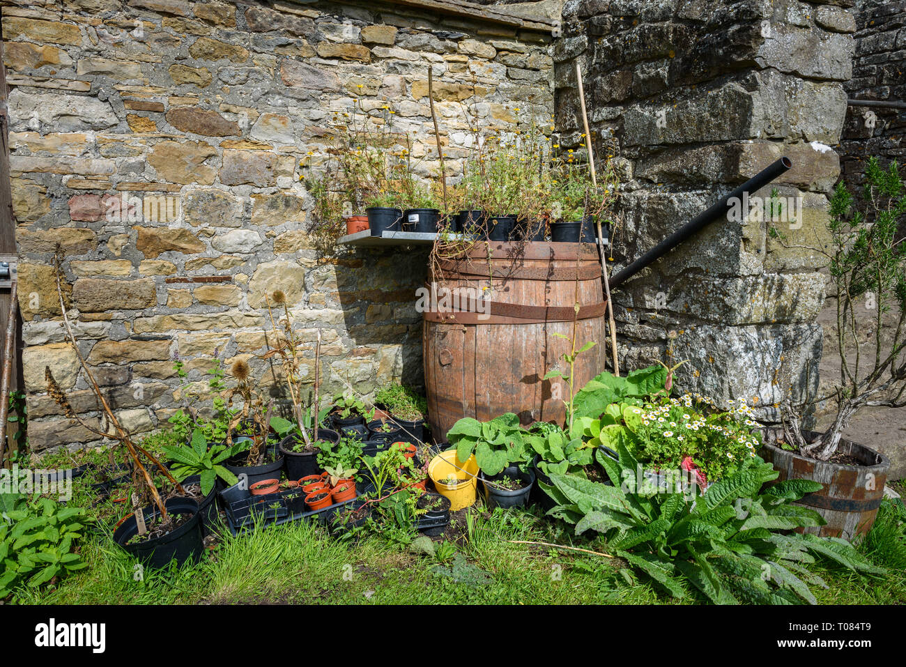 Old oak barrel with overgrown plants in pots in a stone walled cottage garden. Stock Photo