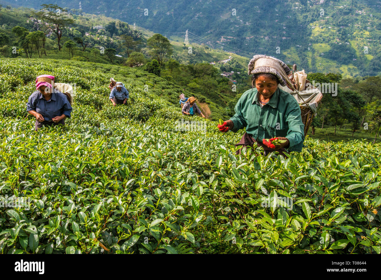 INDIA, WEST BENGAL, DARJEELING, women plucking tea on a tea estate near darjeeling. Stock Photo