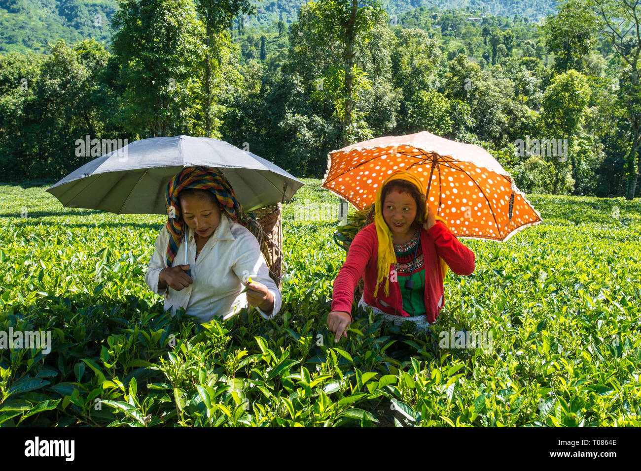 INDIA, WEST BENGAL, DARJEELING,  women plucking tea on a tea estate near darjeeling. Stock Photo