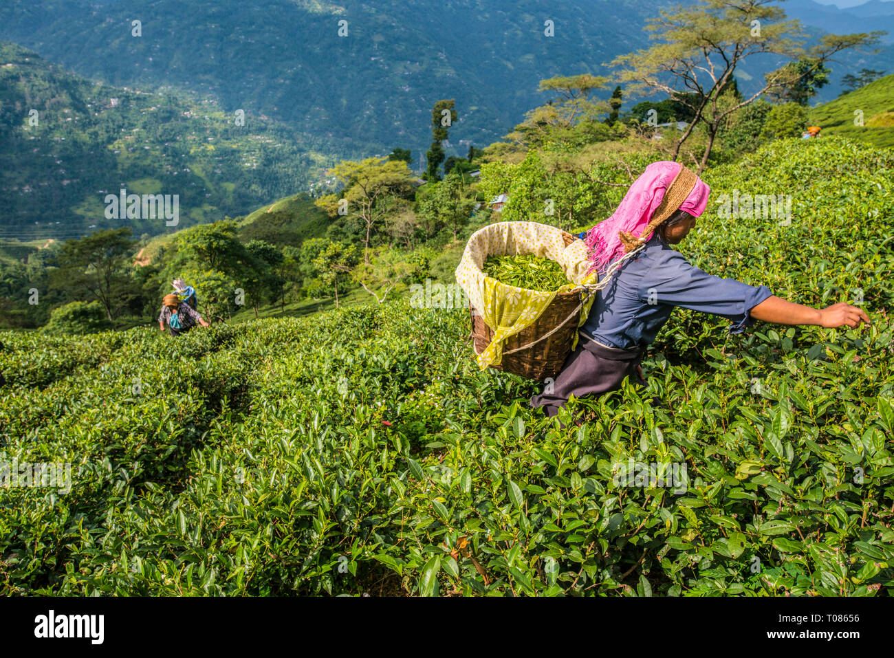 INDIA, WEST BENGAL, DARJEELING, 10-31-2016: women plucking tea on a tea estate near darjeeling. Stock Photo