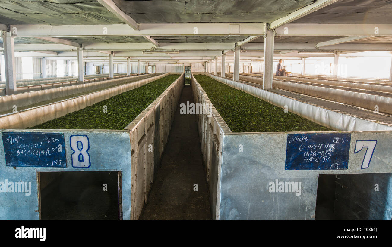 India, Darjeeling. Drying the fresh leaves in thin layers in troughs with hot air is the first step in the traditional production process Stock Photo