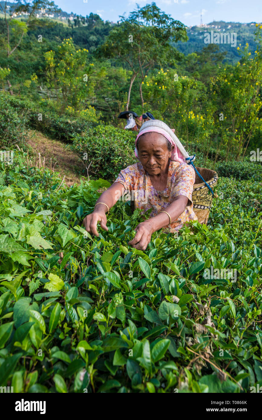 INDIA, WEST BENGAL, DARJEELING, women plucking tea on a tea estate near darjeeling. Stock Photo