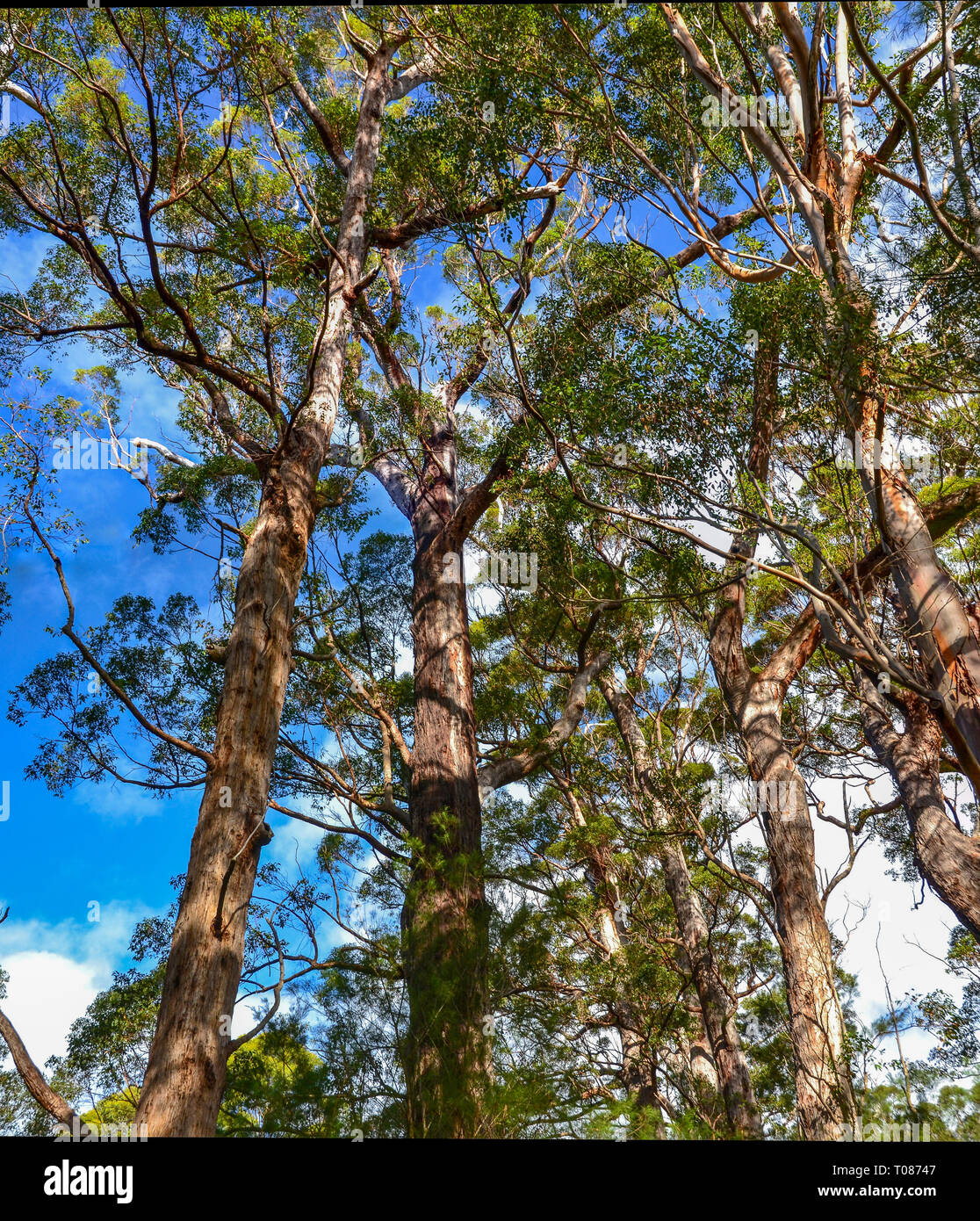 Jarrah tree hires stock photography and images Alamy
