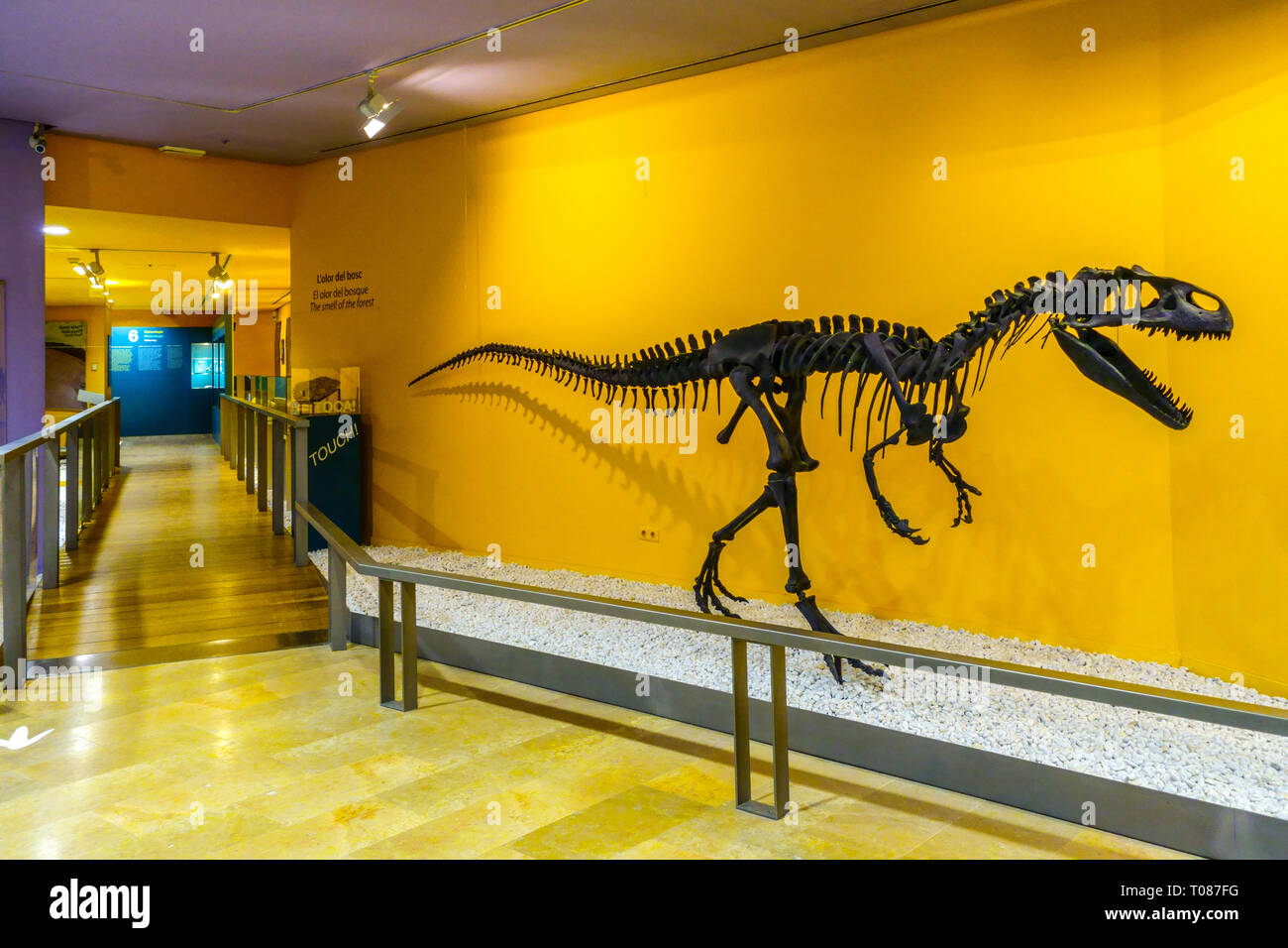 Spain Valencia museum of Natural Sciences, Museu de Ciències Naturals de Valencia Prehistoric Dinosaur - Allosaurus fragilis skeleton Stock Photo