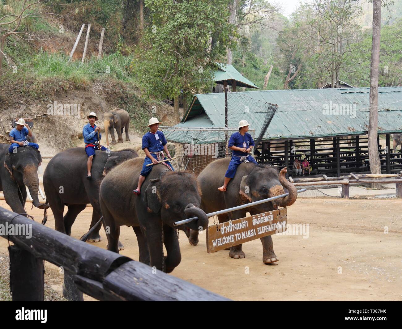 CHIANG MAI, THAILAND--MARCH 2018: Elephants parade with their trainers ...