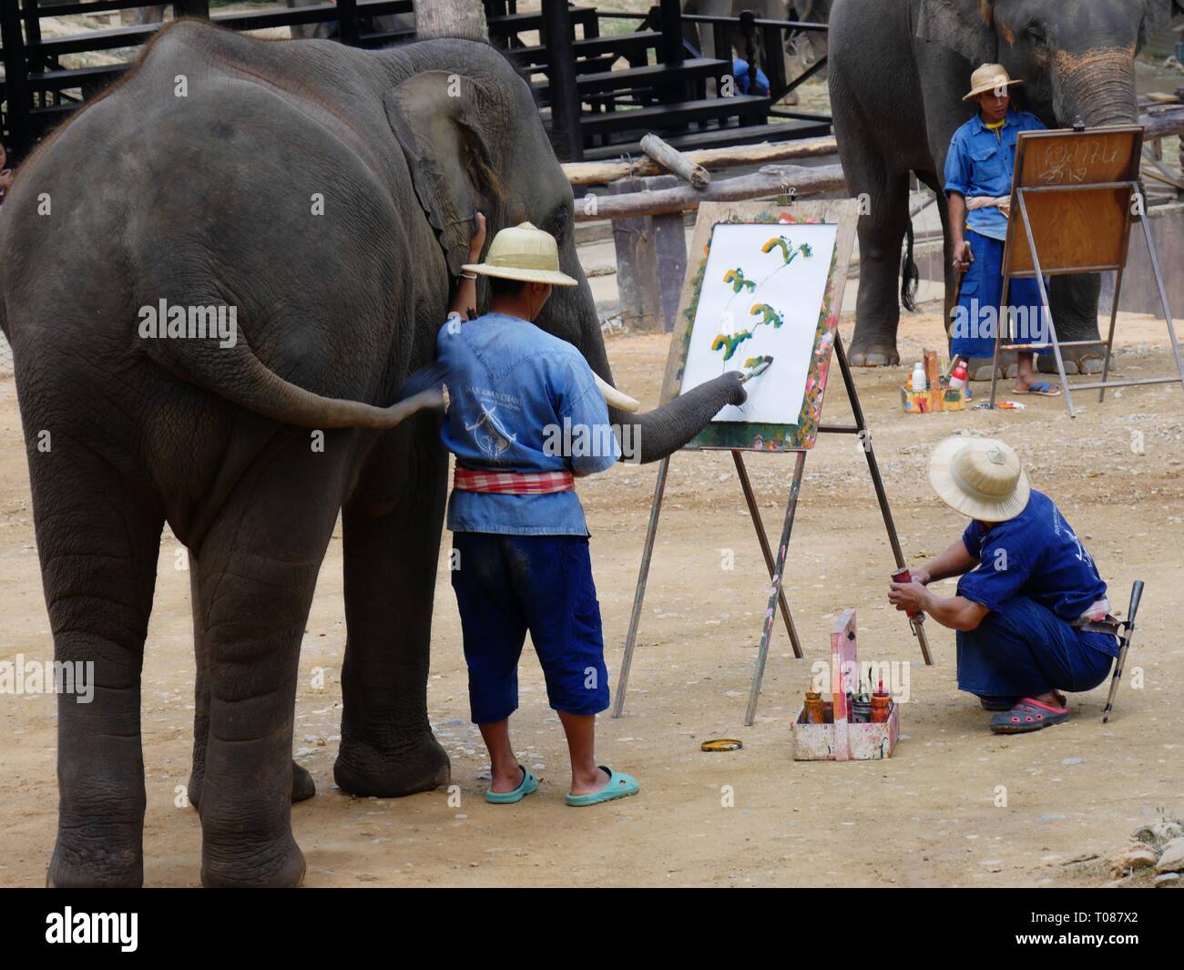 CHIANG MAI, THAILANDMARCH 2018 Adult elephants painting on canvas at