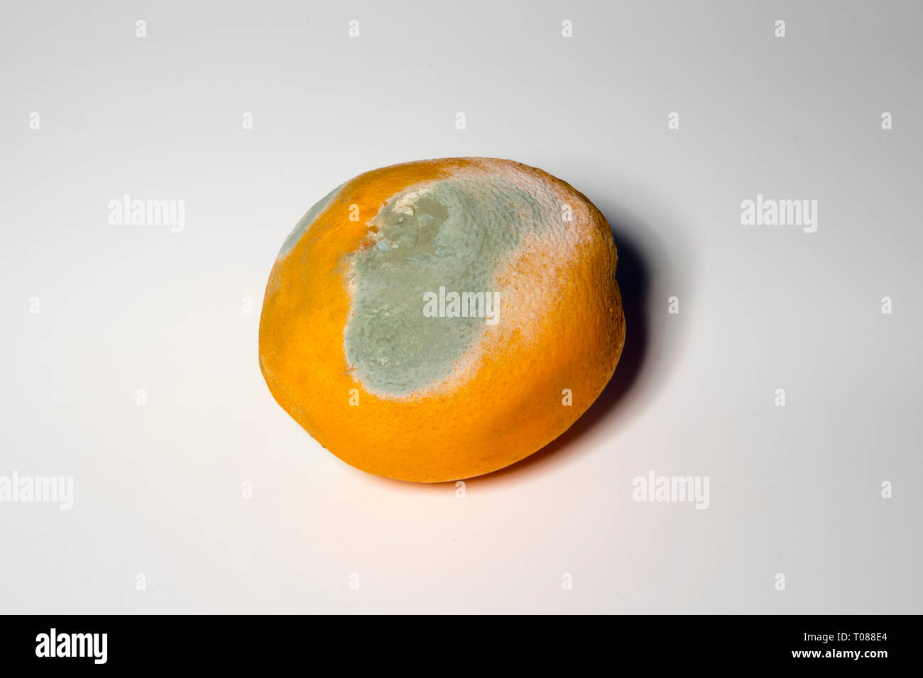 Verdorbene Lebensmittel, Orange Stock Photo