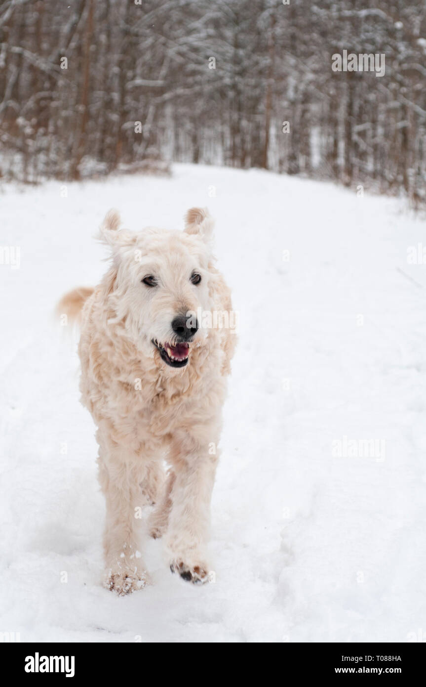 Labradoodle dog running in the snow Stock Photo