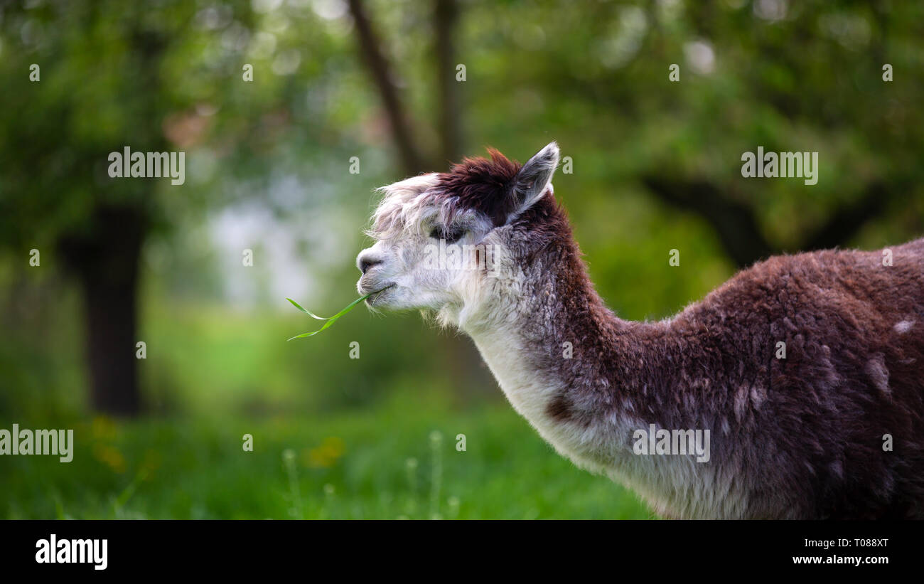 Alpaca eating grass,South American mammal Stock Photo