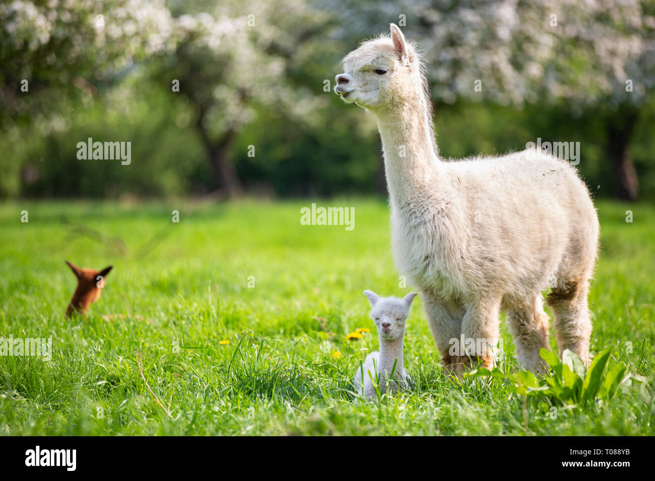 White Alpaca with offspring, South American mammal Stock Photo