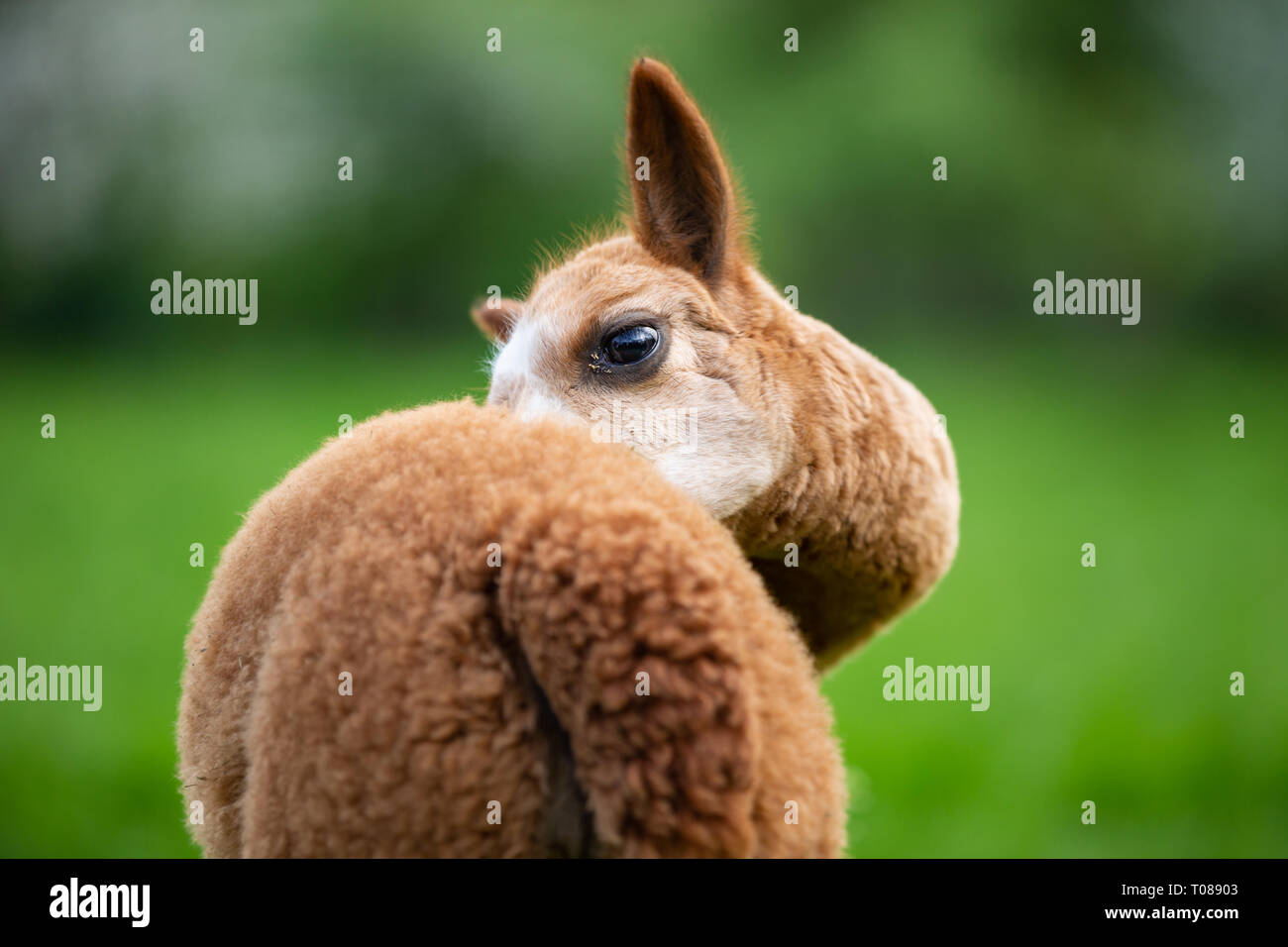 Portrait of Alpaca from the back,South American mammal Stock Photo