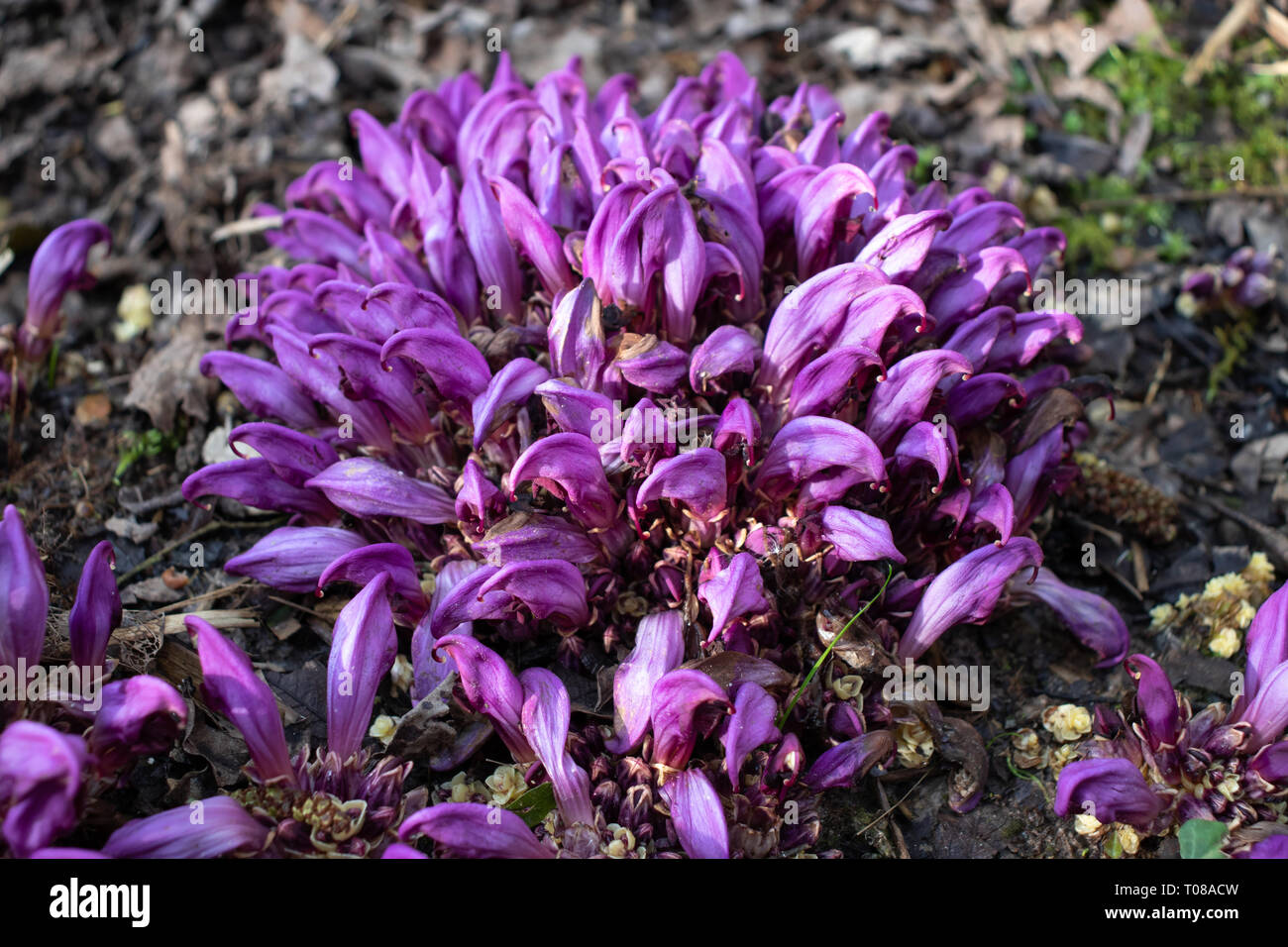 Flowers of Lathraea clandestina or purple toothwort in the spring forest Stock Photo