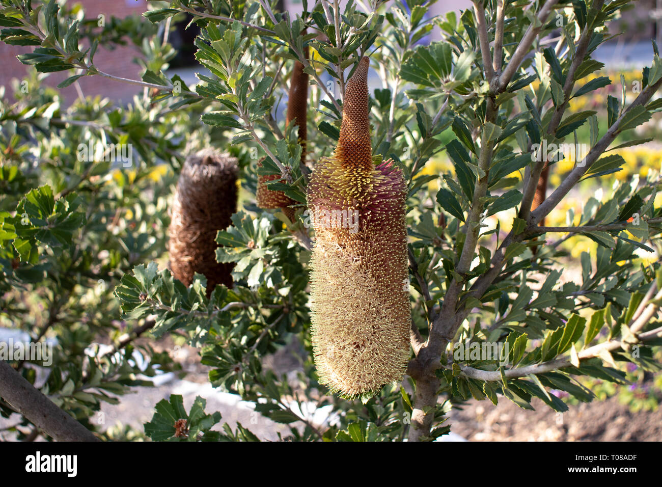 Banksia praemorsa flowering plant. Cut-leaf banksia vertical woody spikes Stock Photo
