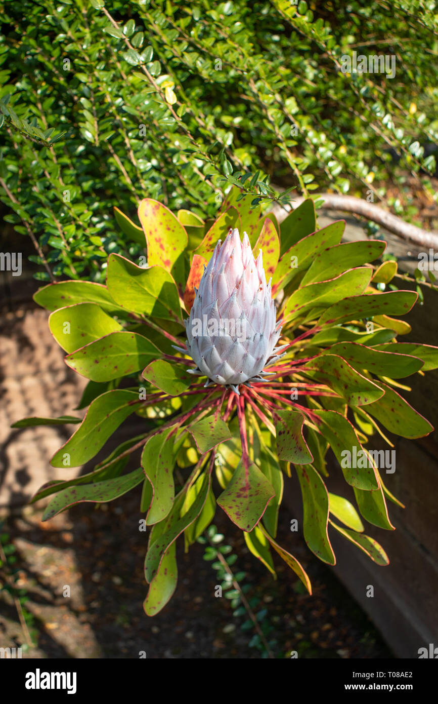 Protea cynaroides bloom. National flower of the South Africa. Stock Photo