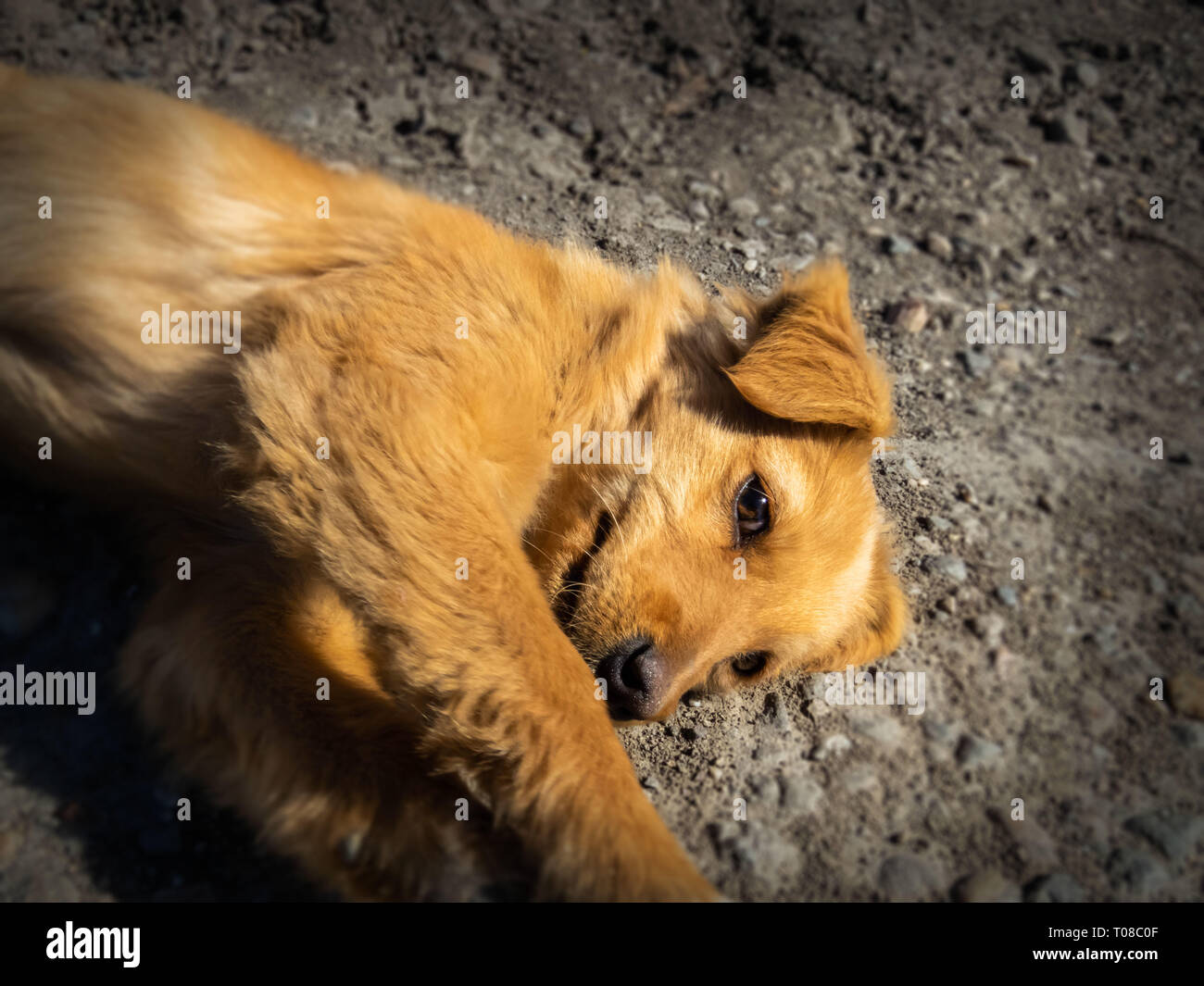 Small abandoned dog on the road Stock Photo - Alamy