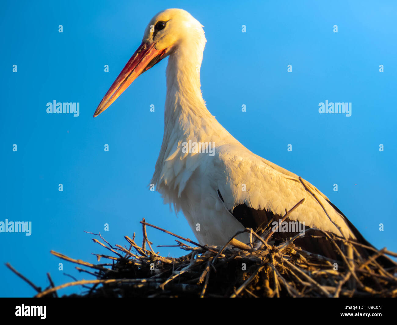 White Stork in nest Stock Photo