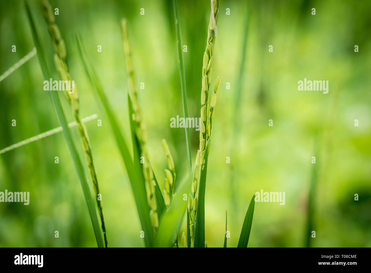 Closeup view of rice ear with blurred background of rice terraces ...