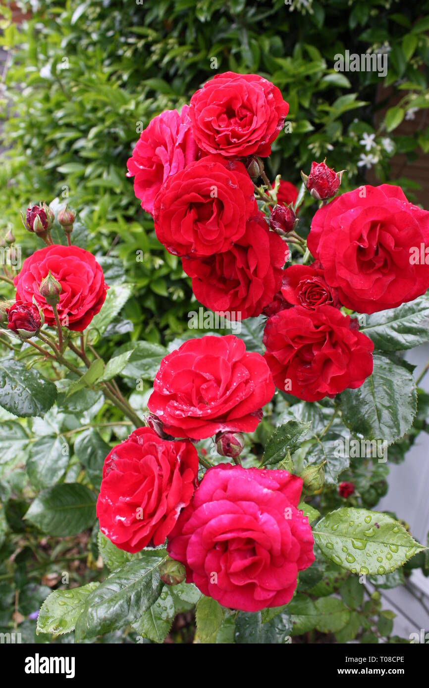 Red roses in a garden Stock Photo