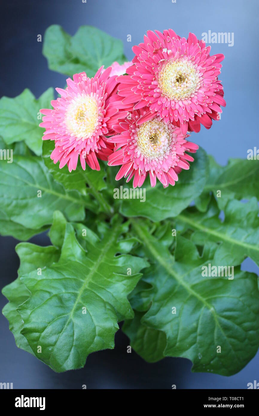 Pink gerbera flowers Stock Photo
