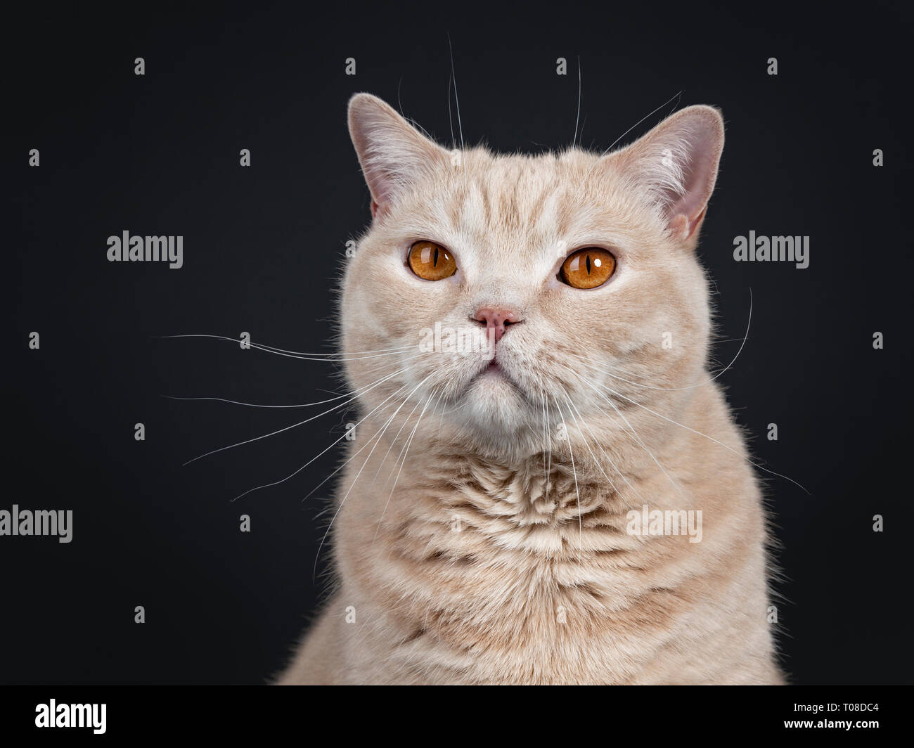Head Shot Of Big Adult Cream British Shorthair Cat Looking At