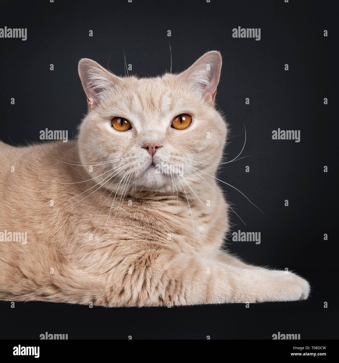 Head Shot Of Big Adult Cream British Shorthair Cat Laying Down