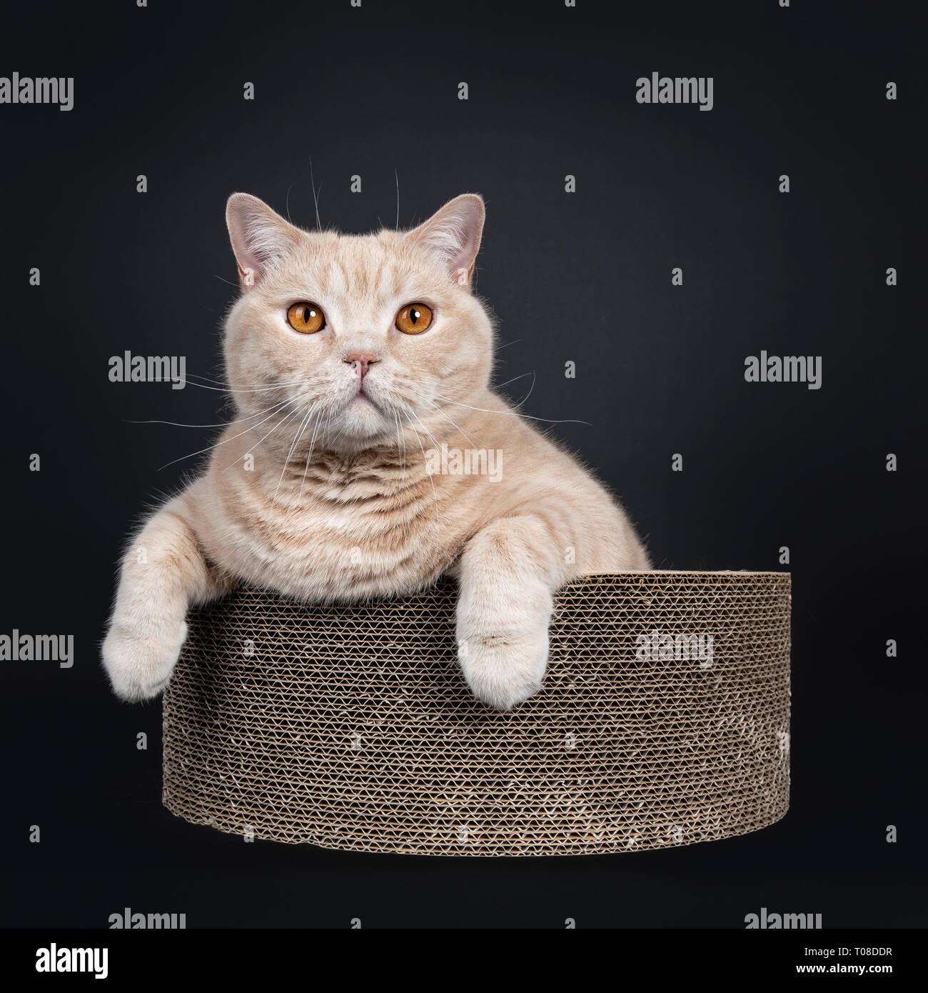 Big adult cream British Shorthair cat, laying in carton basket with paws hanging over edge. Looking sweet at camera with mesmerizing orange eyes. Isol Stock Photo