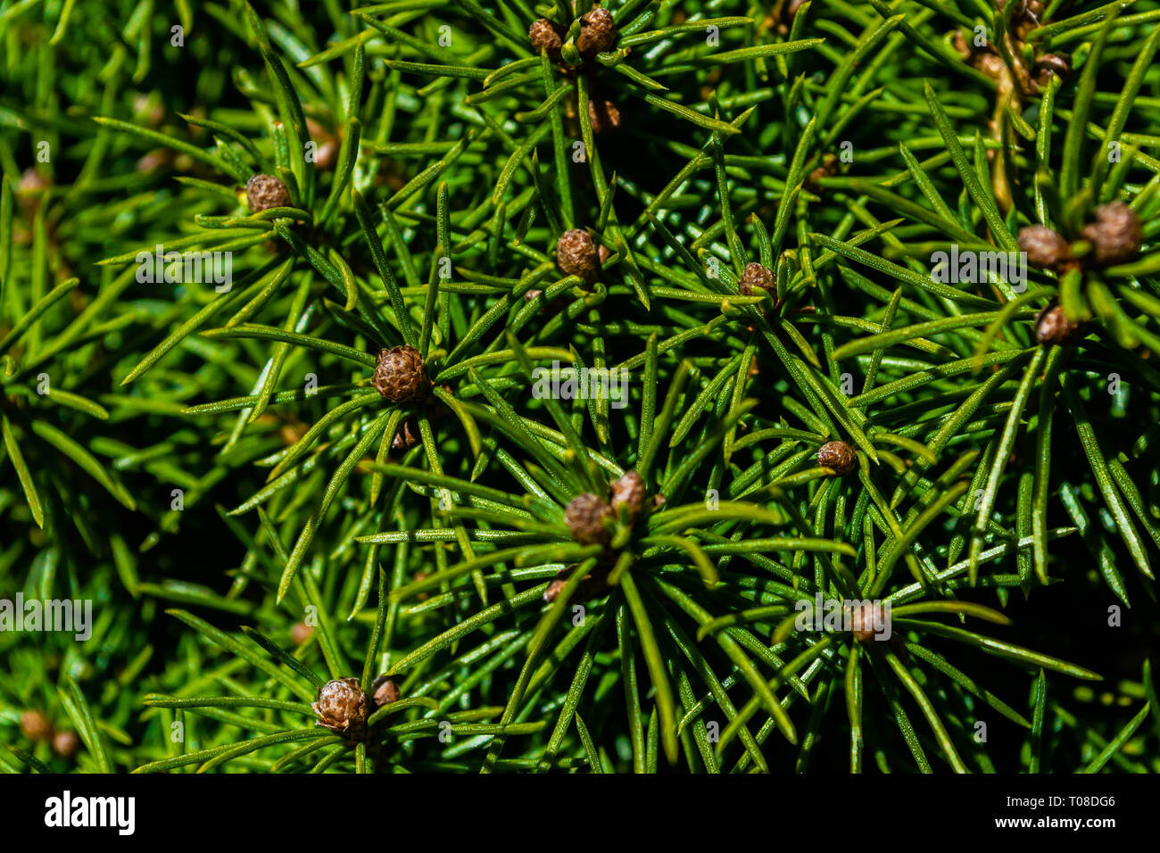 close up of evergreen shrub needle pattern and cones Stock Photo