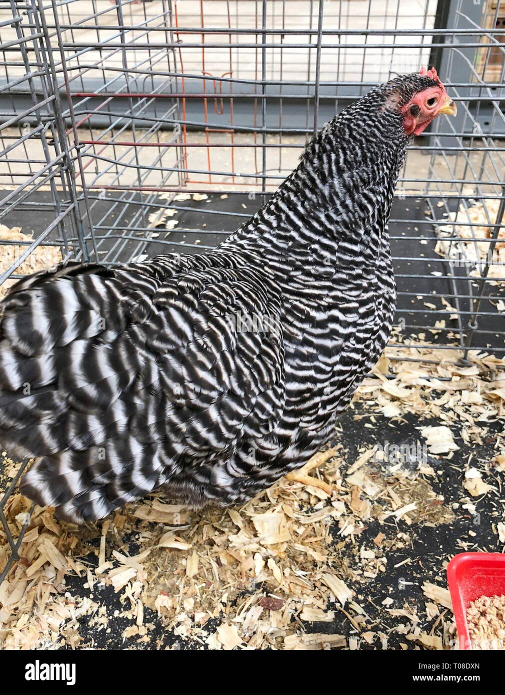 Plymouth Rock chicken in a cage. This is an American breed of domestic chicken. Stock Photo