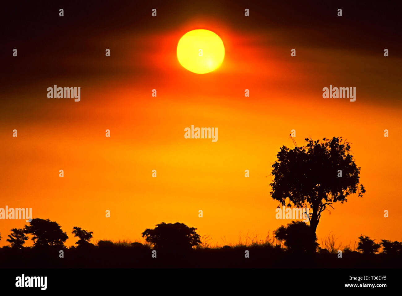 Africa, Botswana, Chobe NP. Silhouetted trees and scrub at sunset. Stock Photo